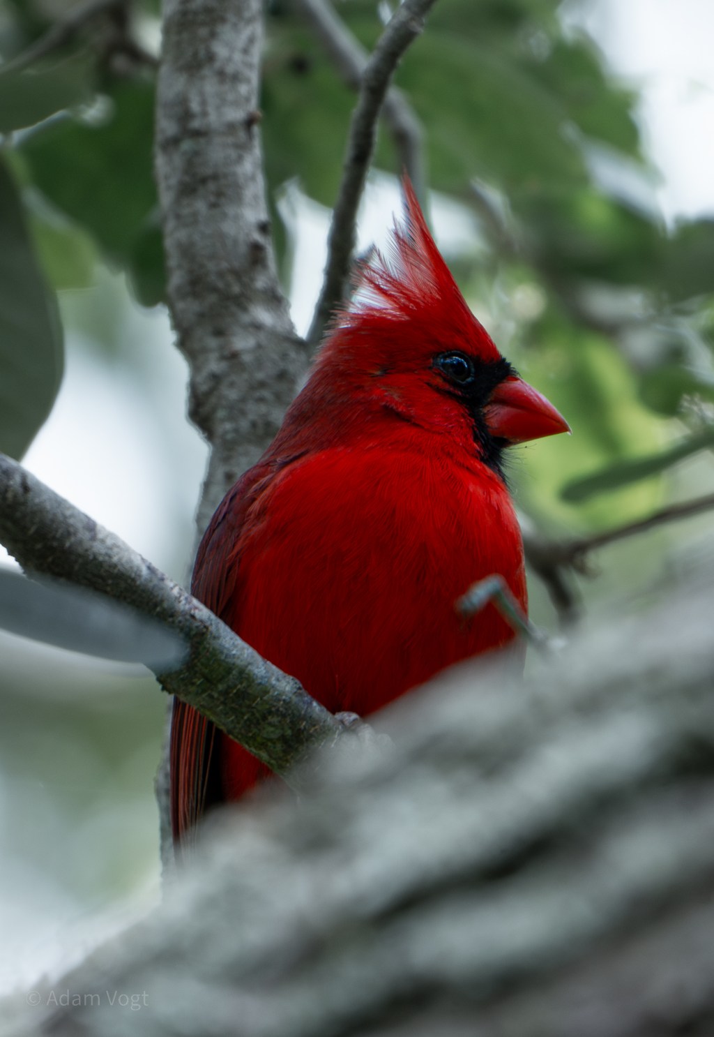 Cardinal